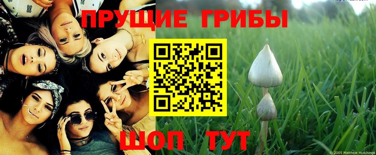 Киржач  Псилоцибиновые грибы MAGIC MUSHROOMS  Вход с VPN  Галлюциногенные грибы Psilocybe 